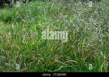 Bromus hordeaceus (Bromus hordeaceus) ist ein jährlich oder zweijährlich im Mittelmeerraum heimisches Kraut, das in Europa, Nord- und Südamerika und Australien eingebürgert wird. Stockfoto