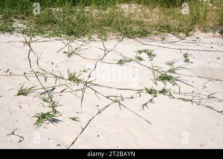Das Bermuda-Gras (Cynodon dactylon) ist ein ausdauerndes, in gemäßigten Regionen heimisches Kraut. Dieses Foto wurde in Corrubedo, A Coruña, Galicien, Spai aufgenommen Stockfoto