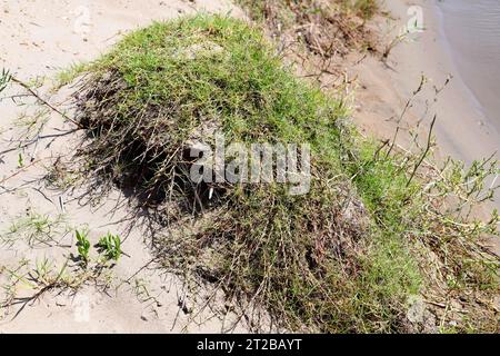 Das Bermuda-Gras (Cynodon dactylon) ist ein mehrjähriges Heilkraut, das in Eurasien und Afrika beheimatet ist. Dieses Foto wurde im Naturpark Delta del Ebro in Tarr aufgenommen Stockfoto