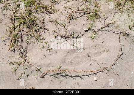 Das Bermuda-Gras (Cynodon dactylon) ist ein mehrjähriges Heilkraut, das in Eurasien und Afrika beheimatet ist. Dieses Foto wurde im Naturpark Delta del Ebro in Tarr aufgenommen Stockfoto