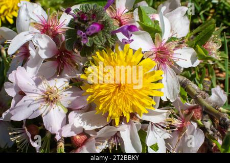 Flor diente de León o achicoria amarga Stockfoto