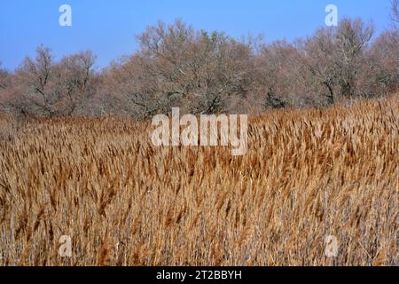 Phragmites australis ist eine mehrjährige Feuchtpflanze mit kosmopolitischer Verbreitung. Unten Tamarix sp. Dieses Foto wurde in Pals aufgenommen, Giro Stockfoto
