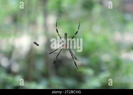 Dorsale Ansicht einer Nephila-Gattung Spinnen, bekannt als die Riesenspinne der goldenen Kugel (Nephila Pilipes). Die Spinne sitzt in der Mitte des Spinnennetzes Stockfoto