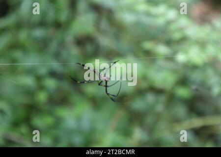 Seitenansicht einer weiblichen riesigen goldenen Kugel Weberspinne, die auf den horizontalen seidigen Linien am Rand des Spinnennetzes läuft Stockfoto