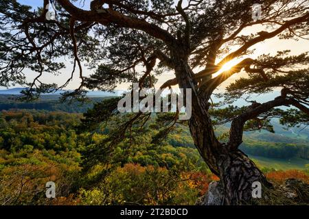 Schweiz, Gempen SO, Schartenflue, abendliche Atmosphäre, Slackliner, Schwarzbubenland, Solothurn, Gempen Stockfoto