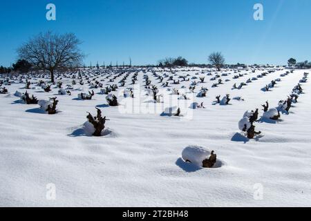 Verschneite spanische Weinberge im Winter Stockfoto