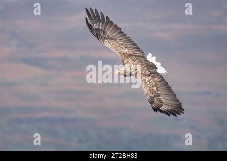 Seeadler im Flug, Mull, Schottland, haliaeetus albicilla Stockfoto