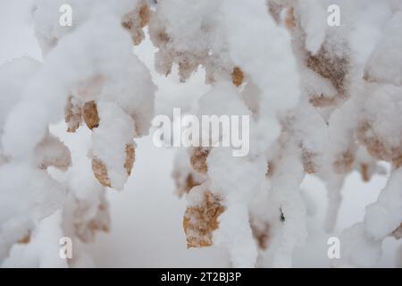 Schnee auf einem Blatt im Karpaten-Wald, Ukraine Stockfoto