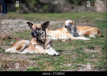 Eine Gruppe streunender Hunde, die auf dem Boden liegen. Selektiver Fokus. Stockfoto