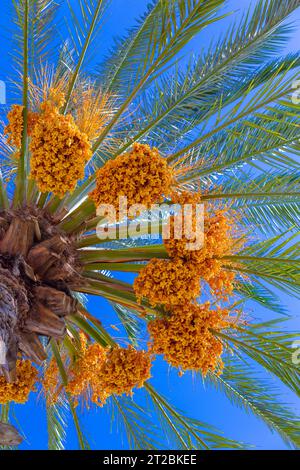 Frische und reife Dattelfrüchte, die von der Spitze einer Palme herabhängen Stockfoto