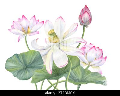 Pinkfarbene Lotus-Komposition. Bud, Blatt, exotische Blume. Zart blühende Seerosen zwischen grünen Blättern. Aquarellillustration für Kosmetikverpackungen Stockfoto