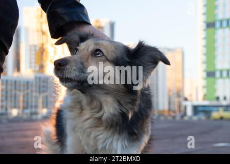 Ein Mann streichelt den Kopf eines flauschigen Hundes Stockfoto