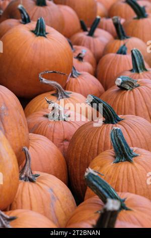 Ein Haufen Kürbisse, bereit zum Kauf auf Einem Markt für Halloween Stockfoto