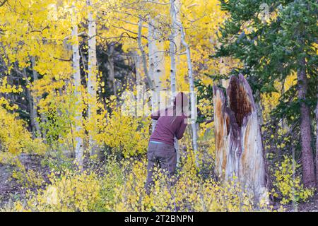 Person, die im Wald mit herbstfarbenen Espenbäumen wandert Stockfoto