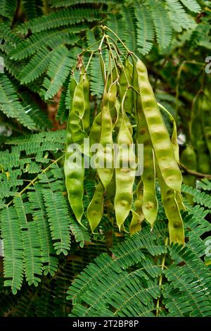 Eine Nahaufnahme der Blätter der Honig-Heuschrecke (Gleditsia Triacanthos) Stockfoto