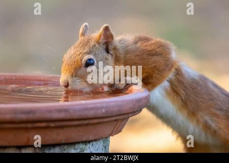 Das durstige kleine schottische Eichhörnchen trinkt Wasser aus einer Schüssel im Wald Stockfoto