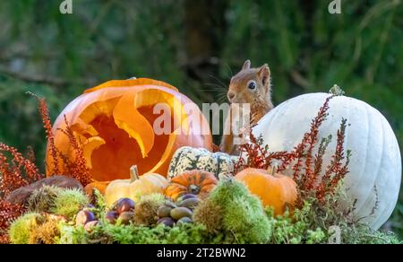 Entzückendes kleines schottisches rotes Eichhörnchen unter bunten Kürbissen im Oktober. Halloween-Kürbisse im Herbst in herbstlichen Farben. Stockfoto