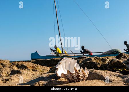 Muscheln im Wasser am Strand mit blauem Himmel Hintergrund. Stockfoto