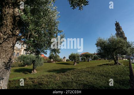 Olivenbäume auf dem Gelände der Gärten Palácio de Cristal, Porto, Portugal Stockfoto