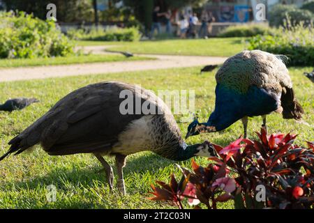 Pavo cristatus (Pavo cristatus) auf einem Rasen auf dem Gelände der Gärten Palácio de Cristal, Porto, Portugal Stockfoto