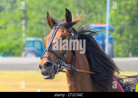 Nahaufnahme des Gesichts eines jungen Rennpferdes Stockfoto