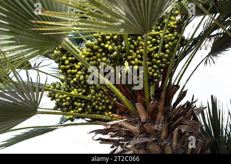 Grüne Palmensamen auf Baum mit Blättern Stockfoto