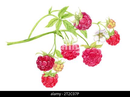 Rote Himbeeren auf einem Zweig. Pflanze mit Beeren, Blumen, grünen Blättern auf weißem Hintergrund. Botanisches Aquarell. Garten und Wald natürlich reife Be Stockfoto