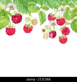 Die Zusammensetzung hängender Himbeerzweige. Rote Beeren wachsen auf Ästen, grünen Blättern und Blüten. Von oben hängt ein Haufen Garten Stockfoto