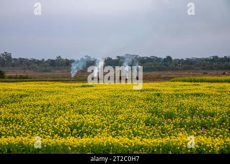 Verbrennung landwirtschaftlicher Abfälle - Smog und Verschmutzung. Schädliche Emissionen durch die Verbrennung von Heu und Stroh in landwirtschaftlichen Feldern. Chandpur, Bangladesch Stockfoto