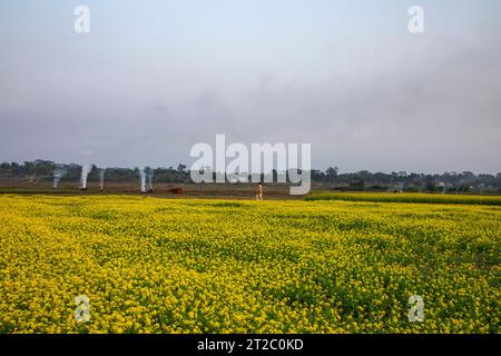 Verbrennung landwirtschaftlicher Abfälle - Smog und Verschmutzung. Schädliche Emissionen durch die Verbrennung von Heu und Stroh in landwirtschaftlichen Feldern. Chandpur, Bangladesch Stockfoto