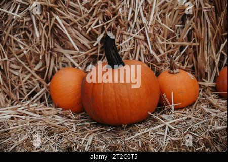 Die leuchtenden orangefarbenen Kürbisse sitzen nebeneinander in einem Bett aus goldenem Heu. Stockfoto