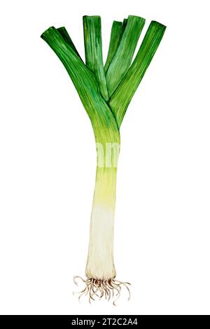 Lauch. Aquarellabbildung. Grüne Zwiebeln von Hand gezeichnet. Botanische handgezeichnete Illustration. Würziges, duftendes Küchenkraut, Gewürz für mediterrane Küche Stockfoto