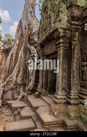 TA Prohm Tempel, wie in Tomb Raider und Indiana Jones, Siem Reap, Kambodscha verwendet Stockfoto