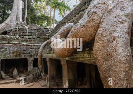 TA Prohm Tempel, wie in Tomb Raider und Indiana Jones, Siem Reap, Kambodscha verwendet Stockfoto