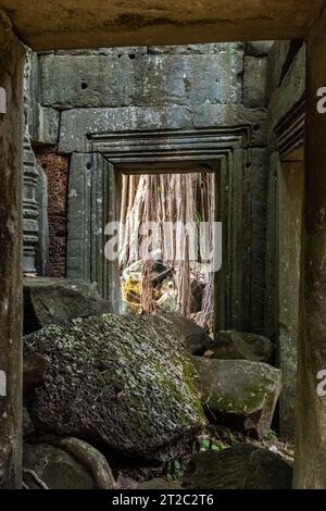 TA Prohm Tempel, wie in Tomb Raider und Indiana Jones, Siem Reap, Kambodscha verwendet Stockfoto