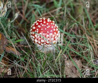 Juvenile Fliege Algaric Stockfoto