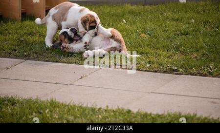 Porträt eines Hundes. Zwei weiße und braune Bernhardiner-Welpen spielen auf der Wiese. St. Bernhard. Alpenspaniel in der Schweiz. Stockfoto