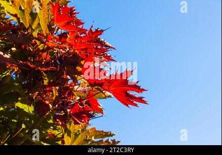 Bunte rote und grüne Blätter eines norwegischen Ahornbaums im Herbst. Bunte Herbstblätter vor blauem Himmel. Stockfoto