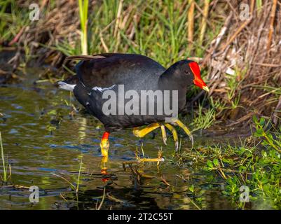 Eine wunderschöne Common Gallnule, die im flachen Wasser eines Feuchtgebiets im Süden von Texas weht, während sie die Küste nach Nahrung sucht. Stockfoto