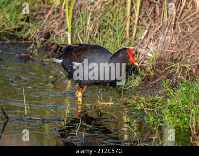 Eine wunderschöne Common Gallnule, die im flachen Wasser eines Feuchtgebiets im Süden von Texas weht, während sie die Küste nach Nahrung sucht. Stockfoto