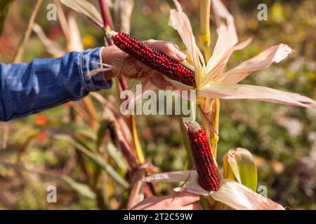 Gärtner erntet Ziermais im Herbstgarten bei Sonnenuntergang. Landwirt, der Mais für Herbstdekor anbaut. Stockfoto