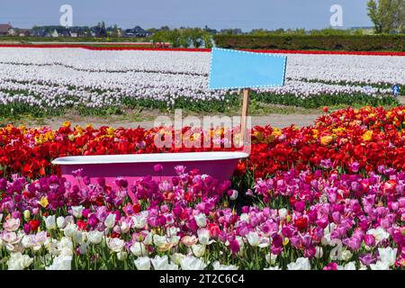 Tulpenfeld mit rosafarbener Badewanne in der Nähe des Keukenhof, Niederlande Stockfoto