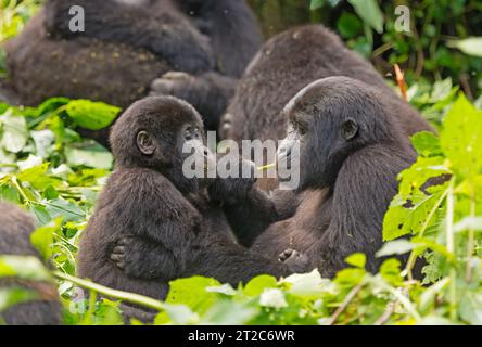 Mama und Baby Gorilla füttern im Wald im Bwindi Inpenetrable Forest National Park in Uganda Stockfoto