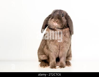Ein lop ohred Haustier Kaninchen auf einem weißen sitzen Hintergrund Stockfoto