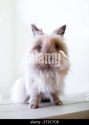 Ein flauschiger reinrassiger Löwenkopf-Hase, der in die Kamera schaut Stockfoto