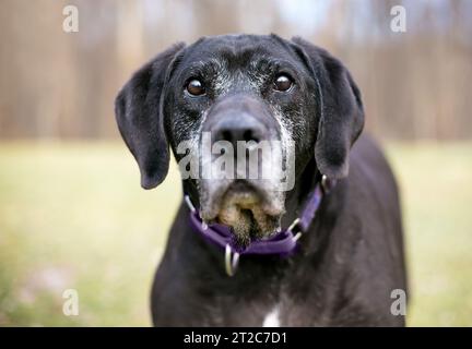 Ein älterer schwarzer Retriever-Mischhund mit grauem Fell im Gesicht Stockfoto