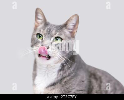 Eine grau-weiße, tabby Kurzhaarkatze mit grünen Augen, die ihre Lippen lecken Stockfoto