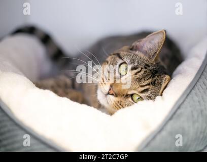 Eine tabby Kurzhaarkatze, die sich in einem bequemen Haustierbett liegend und in die Kamera schaute Stockfoto