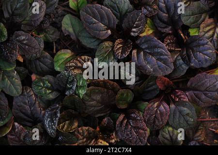 Dunkler abstrakter dichter Hintergrund mit Bugleweed Ajuga Reptans - Schwarze Muschel. Bunte Pflanzenblätter. Schöne gesättigte Naturtapete Stockfoto