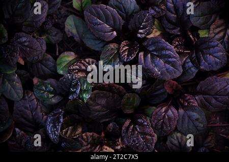 Dunkler abstrakter dichter Hintergrund mit Bugleweed Ajuga Reptans - Schwarze Muschel. Bunte Pflanzenblätter. Schöne gesättigte Naturtapete Stockfoto